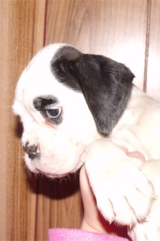 allevamento_cani_boxer_degli_scarronzoni_cuccioli_disponibili_livorno_toscana_italia