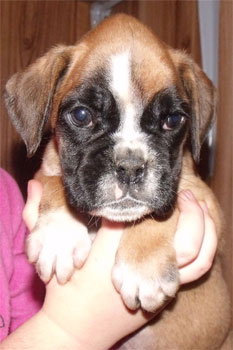 allevamento_cani_boxer_degli_scarronzoni_cuccioli_disponibili_livorno_toscana_italia