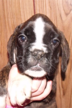 allevamento_cani_boxer_degli_scarronzoni_cuccioli_disponibili_livorno_toscana_italia