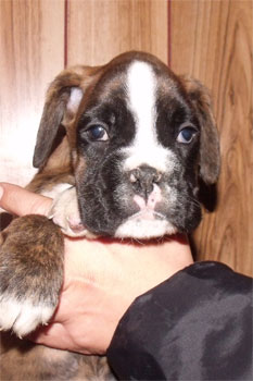 allevamento_cani_boxer_degli_scarronzoni_cuccioli_disponibili_livorno_toscana_italia