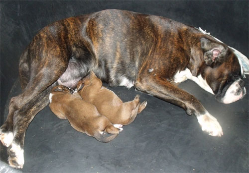 allevamento_cani_boxer_degli_scarronzoni_cuccioli_disponibili_livorno_toscana_italia