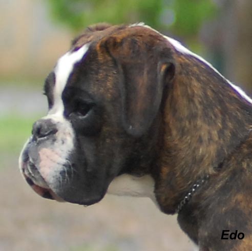 allevamento_cani_boxer_degli_scarronzoni_cuccioli_disponibili_livorno_toscana_italia
