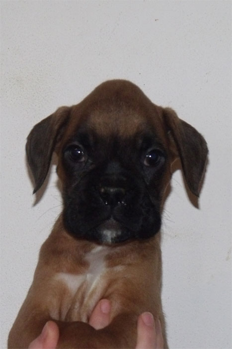 allevamento_cani_boxer_degli_scarronzoni_cuccioli_disponibili_livorno_toscana_italia