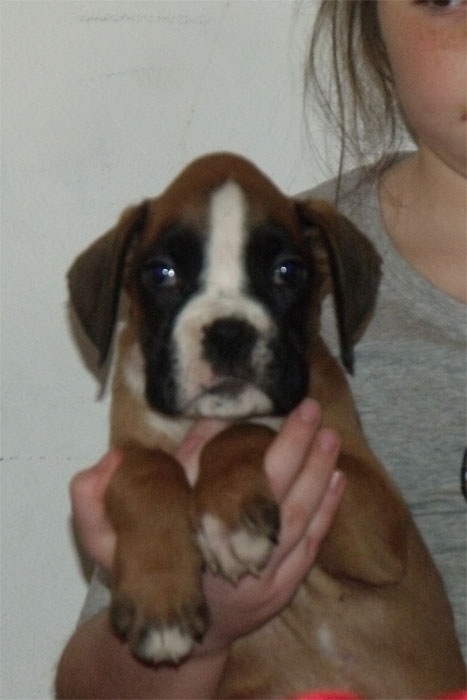 allevamento_cani_boxer_degli_scarronzoni_cuccioli_disponibili_livorno_toscana_italia
