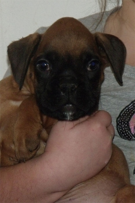 allevamento_cani_boxer_degli_scarronzoni_cuccioli_disponibili_livorno_toscana_italia