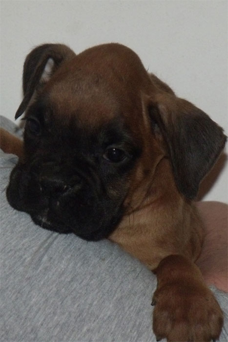 allevamento_cani_boxer_degli_scarronzoni_cuccioli_disponibili_livorno_toscana_italia