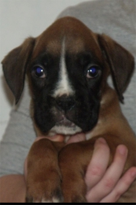 allevamento_cani_boxer_degli_scarronzoni_cuccioli_disponibili_livorno_toscana_italia
