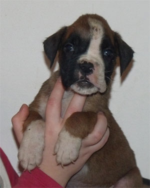 allevamento_cani_boxer_degli_scarronzoni_cuccioli_disponibili_livorno_toscana_italia