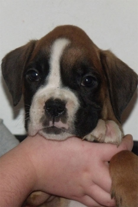 allevamento_cani_boxer_degli_scarronzoni_cuccioli_disponibili_livorno_toscana_italia