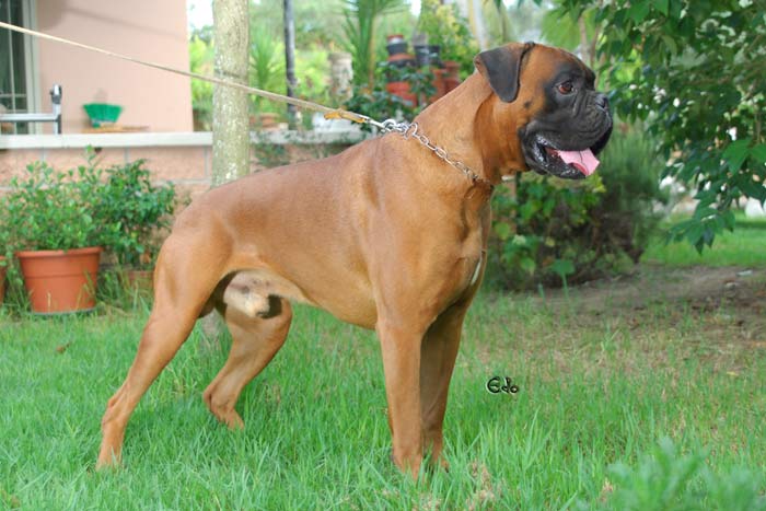 allevamento_cani_boxer_degli_scarronzoni_cuccioli_disponibili_livorno_toscana_italia