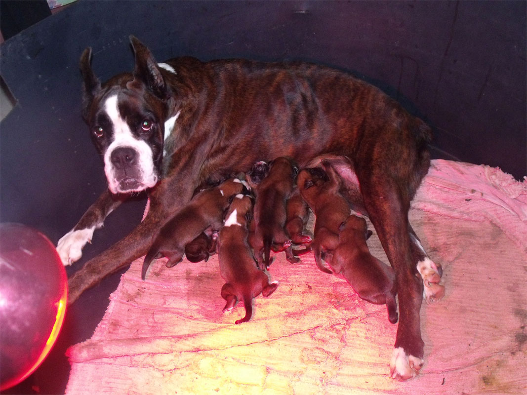 allevamento_cani_boxer_degli_scarronzoni_cuccioli_disponibili_livorno_toscana_italia
