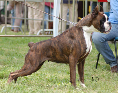 allevamento_cani_boxer_degli_scarronzoni_cuccioli_disponibili_livorno_toscana_italia
