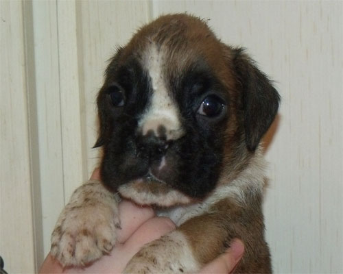 allevamento_cani_boxer_degli_scarronzoni_cuccioli_disponibili_livorno_toscana_italia