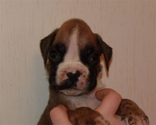 allevamento_cani_boxer_degli_scarronzoni_cuccioli_disponibili_livorno_toscana_italia