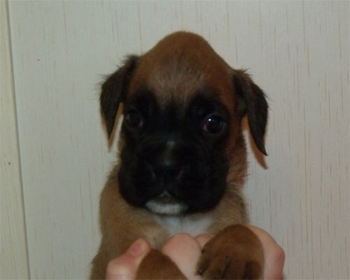 allevamento_cani_boxer_degli_scarronzoni_cuccioli_disponibili_livorno_toscana_italia
