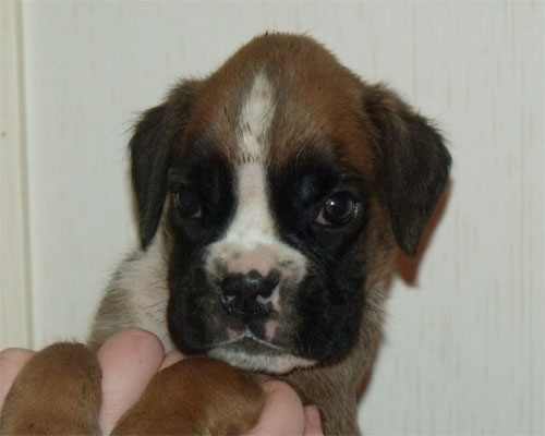 allevamento_cani_boxer_degli_scarronzoni_cuccioli_disponibili_livorno_toscana_italia