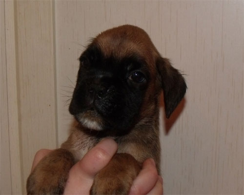 allevamento_cani_boxer_degli_scarronzoni_cuccioli_disponibili_livorno_toscana_italia
