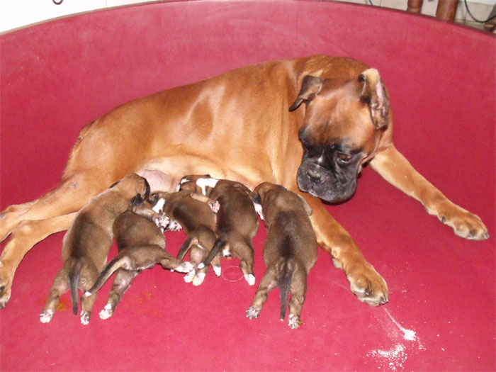 allevamento_cani_boxer_degli_scarronzoni_cuccioli_disponibili_livorno_toscana_italia