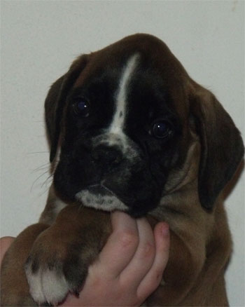 cuccioli_degli_scarronzoni_allevamento_cani_boxer_livorno_toscana_italia