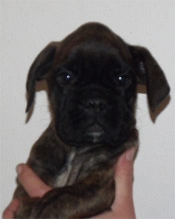 cuccioli_degli_scarronzoni_allevamento_cani_boxer_livorno_toscana_italia