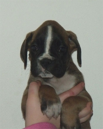 cuccioli_degli_scarronzoni_allevamento_cani_boxer_livorno_toscana_italia