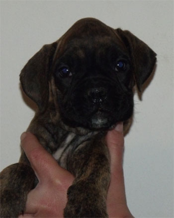 cuccioli_degli_scarronzoni_allevamento_cani_boxer_livorno_toscana_italia