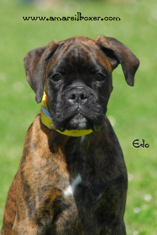 dunadeldeserto_degli_scarronzoni_allevamento_cani_boxer_livorno_toscana_italia