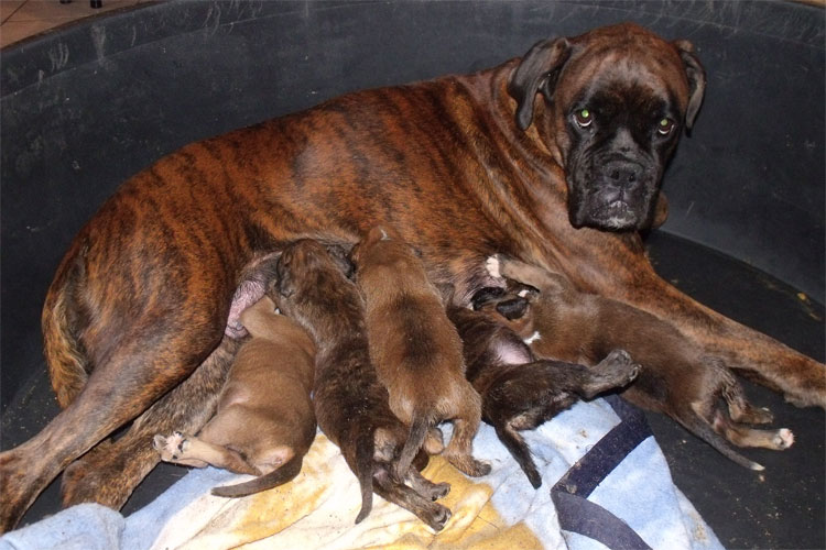 negus_degli_scarronzoni_allevamento_cani_boxer_livorno_toscana_italia