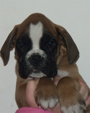 cuccioli_degli_scarronzoni_allevamento_cani_boxer_livorno_toscana_italia