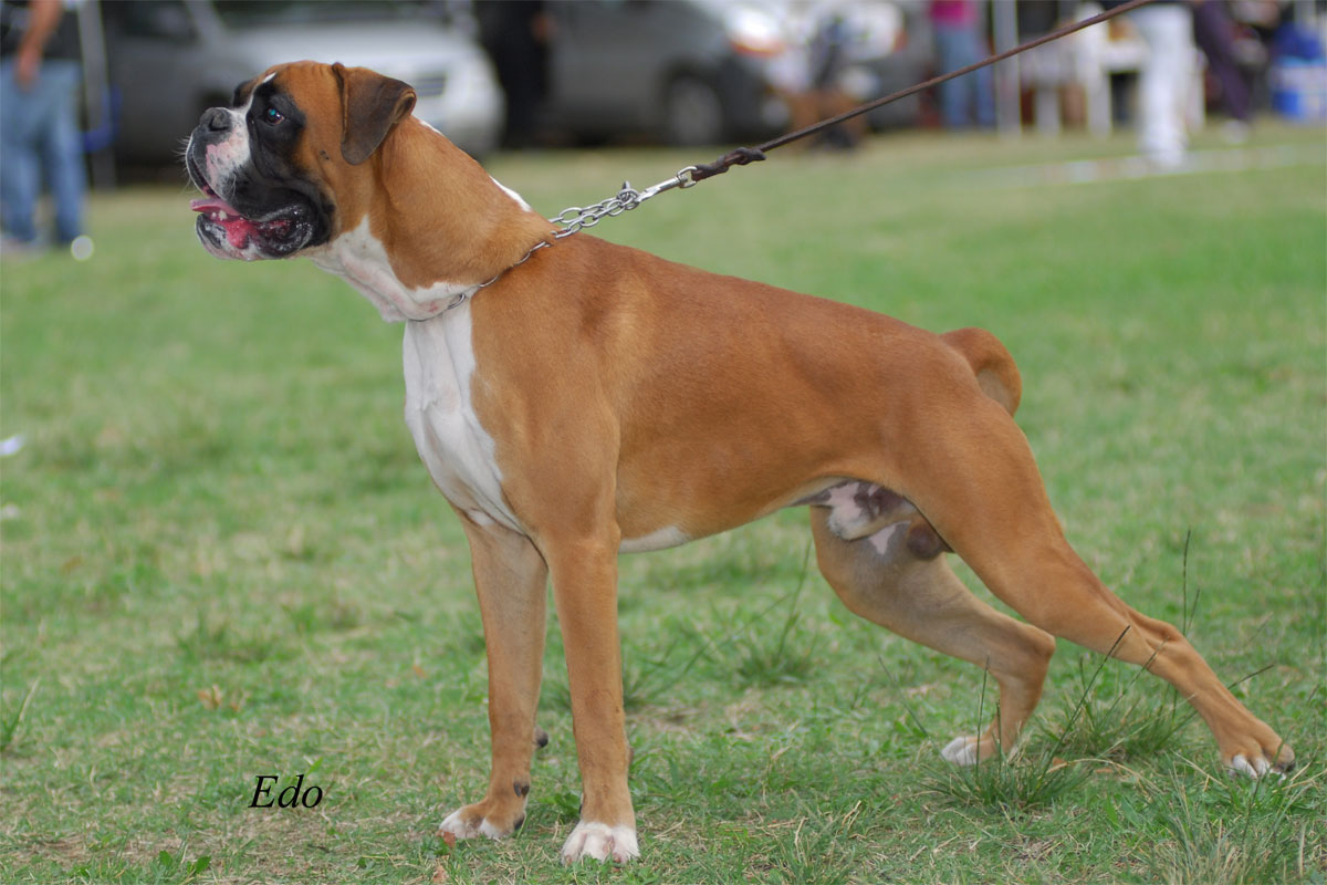 negus_degli_scarronzoni_allevamento_cani_boxer_livorno_toscana_italia