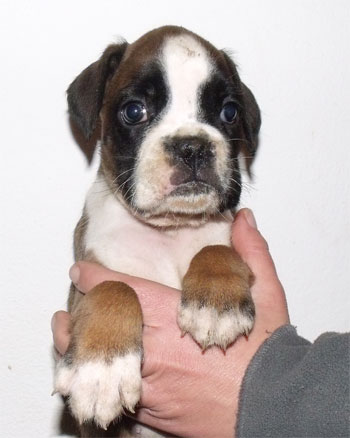 uccioli_cane_boxer_allevamento_degli_scarronzoni_livorno_toscana_Italia