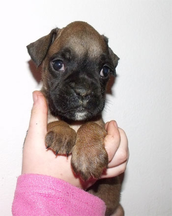uccioli_cane_boxer_allevamento_degli_scarronzoni_livorno_toscana_Italia