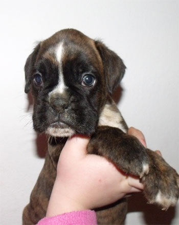 uccioli_cane_boxer_allevamento_degli_scarronzoni_livorno_toscana_Italia