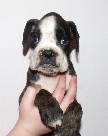uccioli_cane_boxer_allevamento_degli_scarronzoni_livorno_toscana_Italia