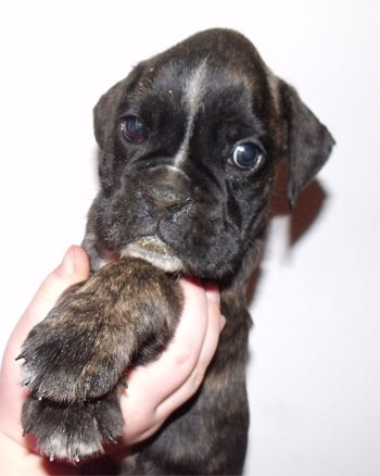 uccioli_cane_boxer_allevamento_degli_scarronzoni_livorno_toscana_Italia