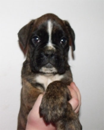 uccioli_cane_boxer_allevamento_degli_scarronzoni_livorno_toscana_Italia