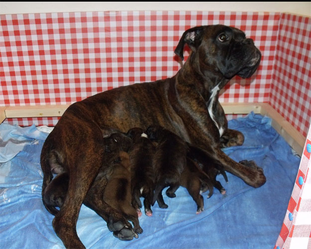 uccioli_cane_boxer_allevamento_degli_scarronzoni_livorno_toscana_Italia