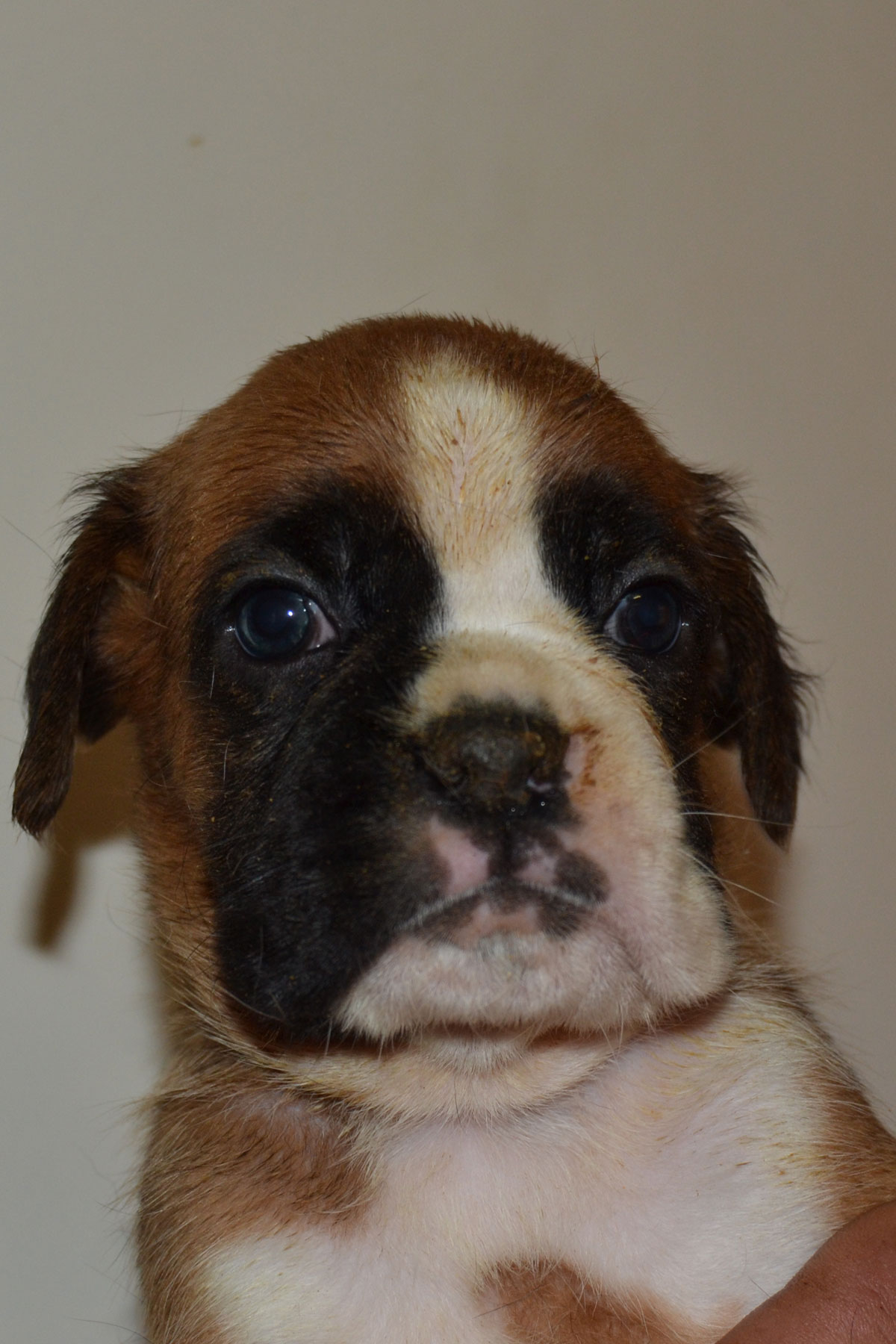 cuccioli_razza_cane_boxer_allevamento_degli_scarronzoni_livrono_toscana