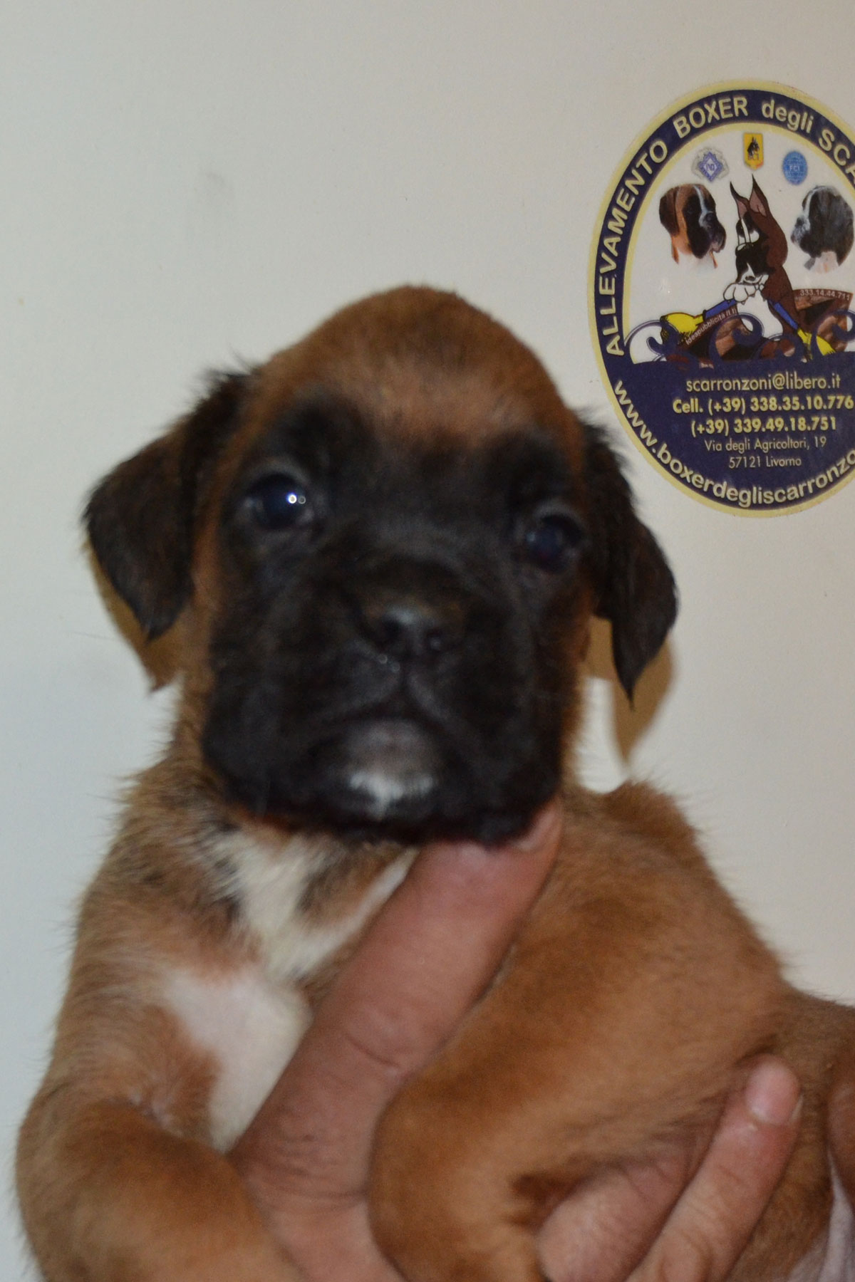 cuccioli_razza_cane_boxer_allevamento_degli_scarronzoni_livrono_toscana