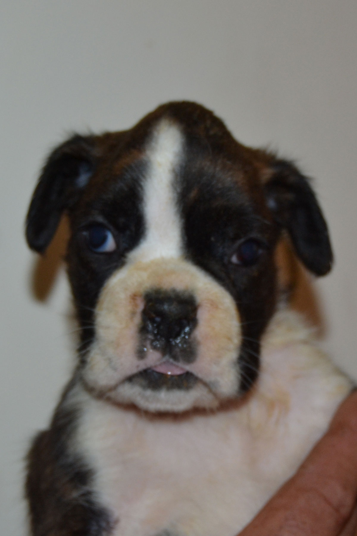 cuccioli_razza_cane_boxer_allevamento_degli_scarronzoni_livrono_toscana