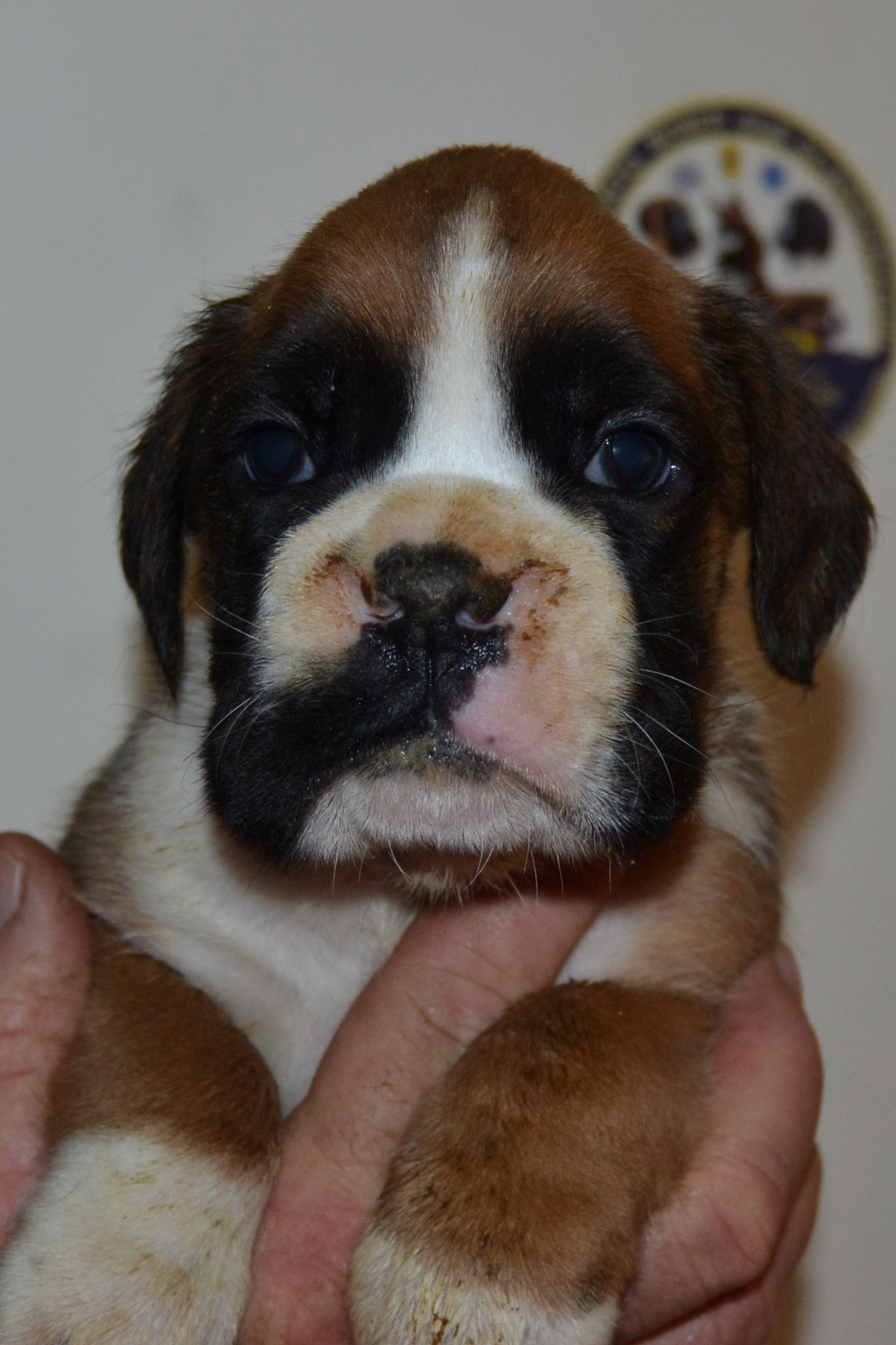 cuccioli_razza_cane_boxer_allevamento_degli_scarronzoni_livrono_toscana