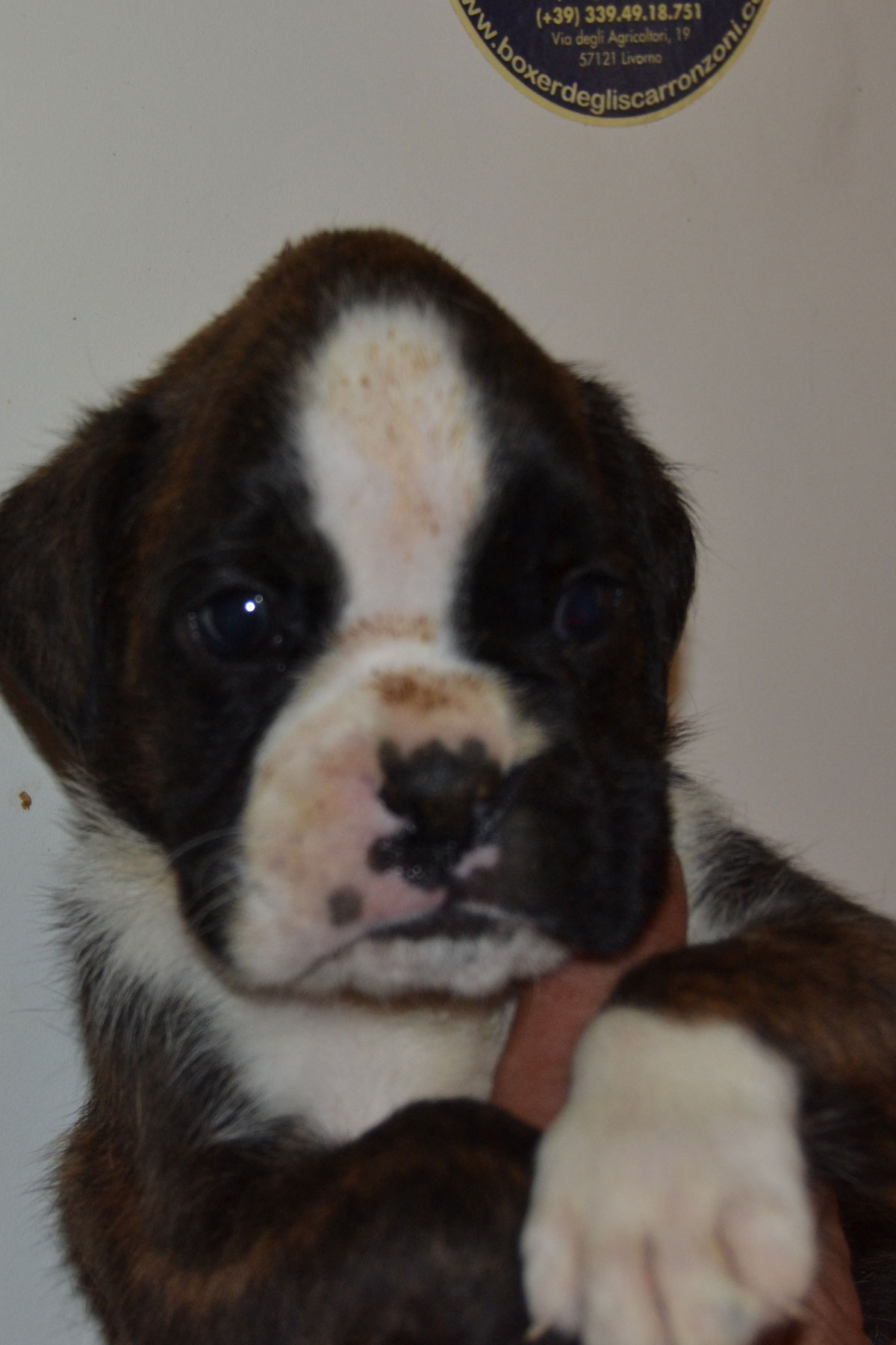 cuccioli_razza_cane_boxer_allevamento_degli_scarronzoni_livrono_toscana