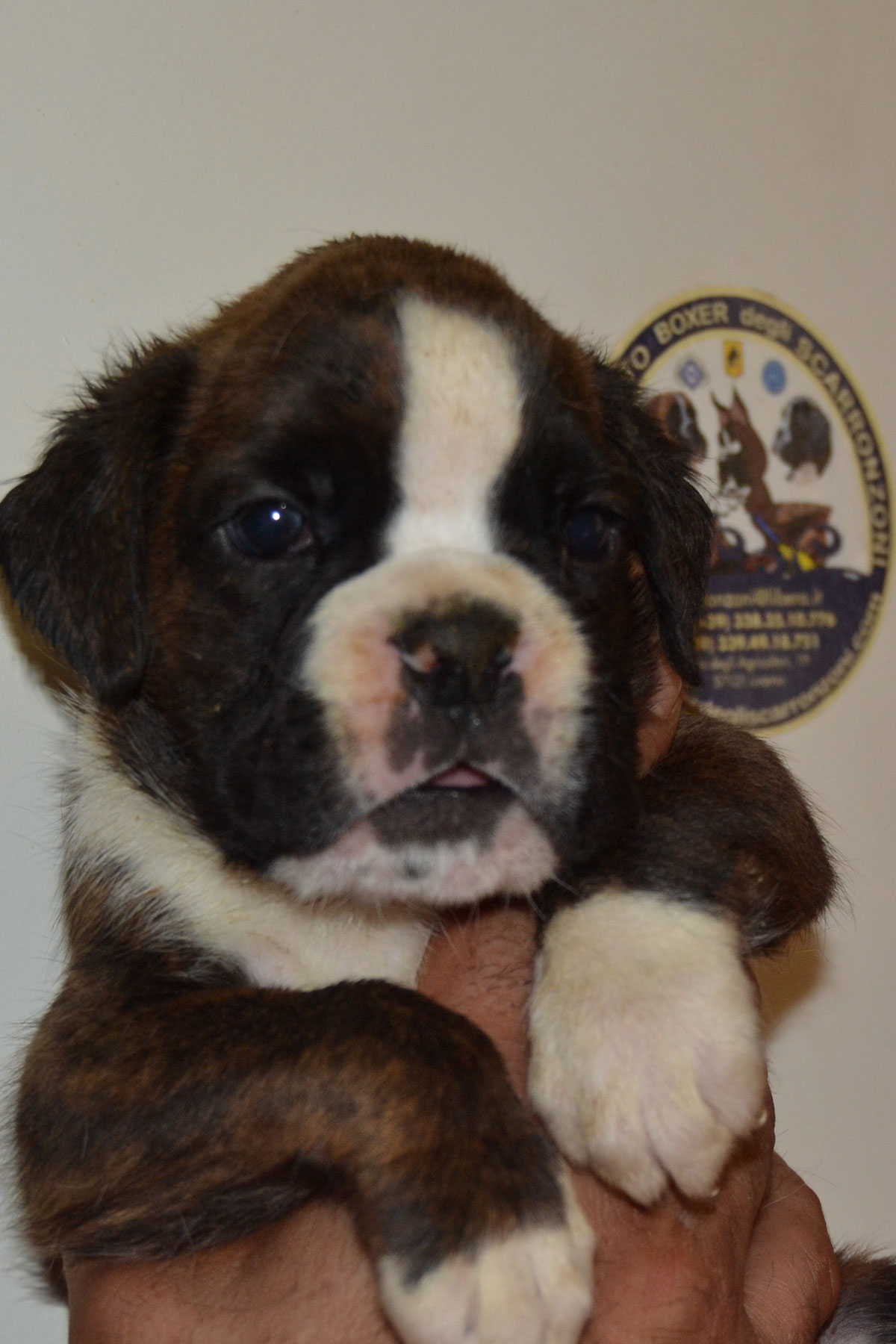 cuccioli_razza_cane_boxer_allevamento_degli_scarronzoni_livrono_toscana