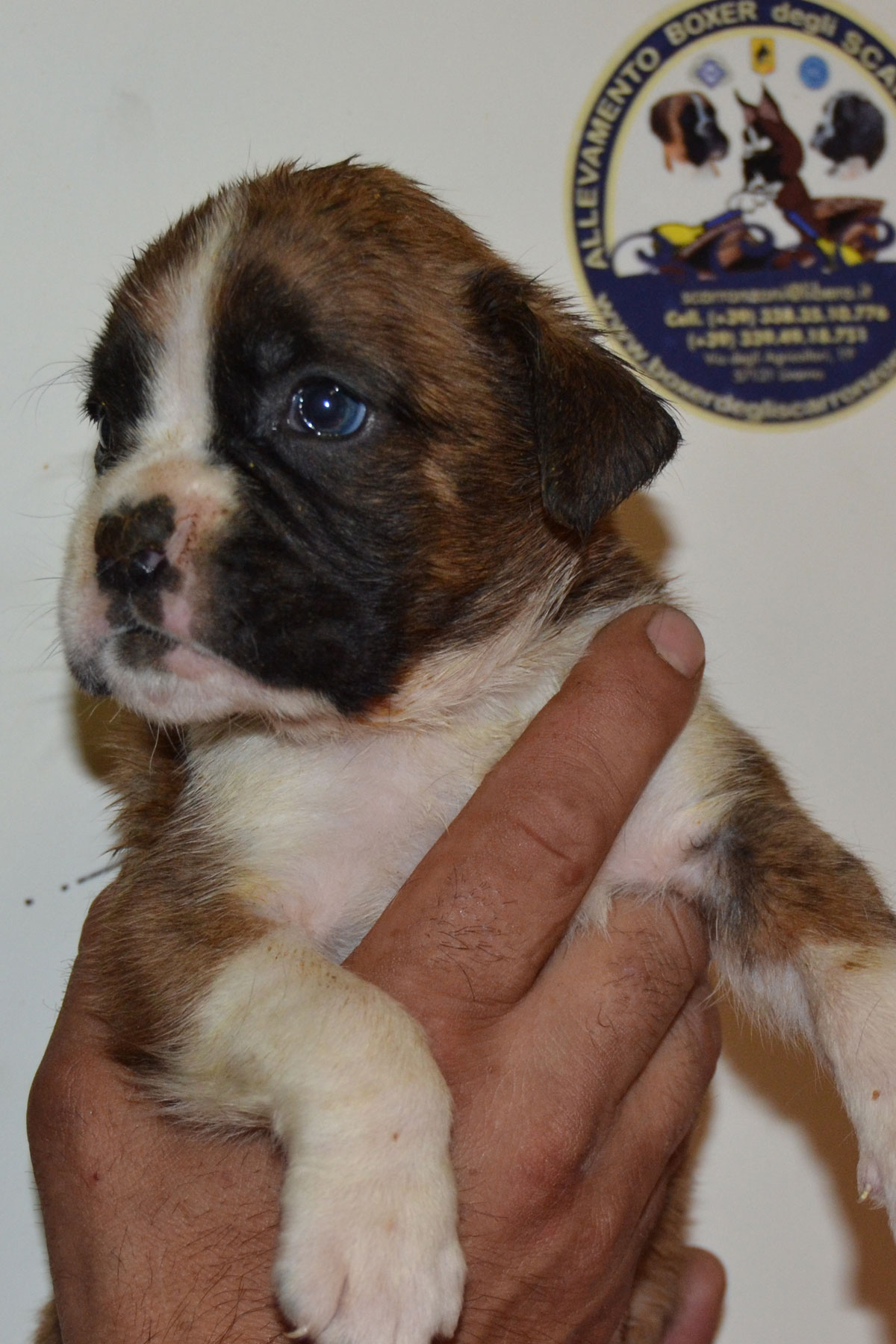 cuccioli_razza_cane_boxer_allevamento_degli_scarronzoni_livrono_toscana