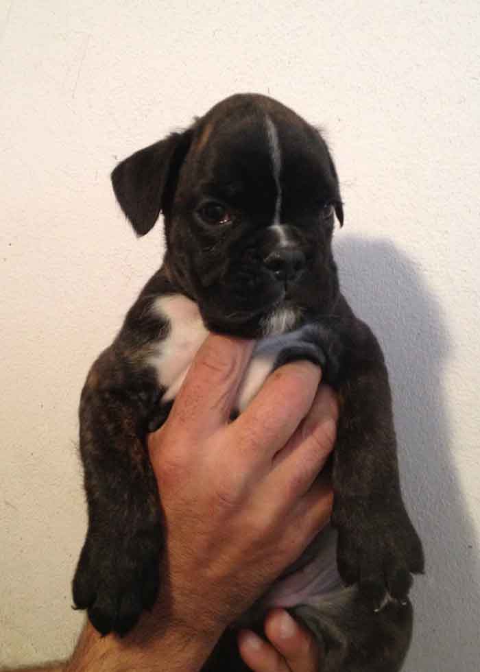 cucciolo_boxer_cane_allevamento_degli_scarronzoni_Rebel_x_xisko_15.04.13