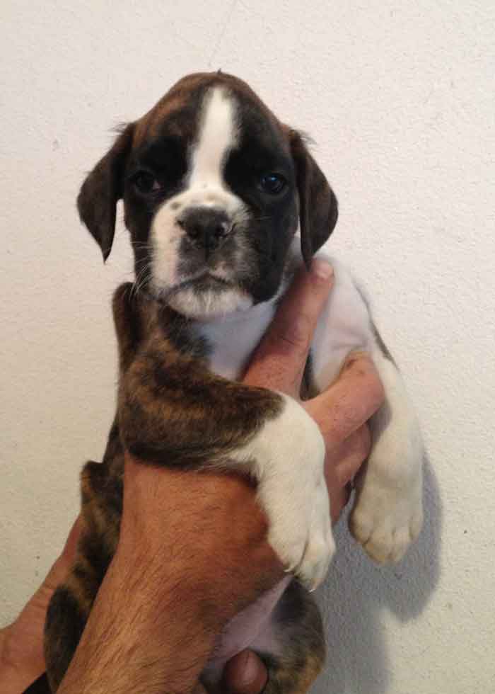 cucciolo_boxer_cane_allevamento_degli_scarronzoni_Rebel_x_xisko_15.04.13