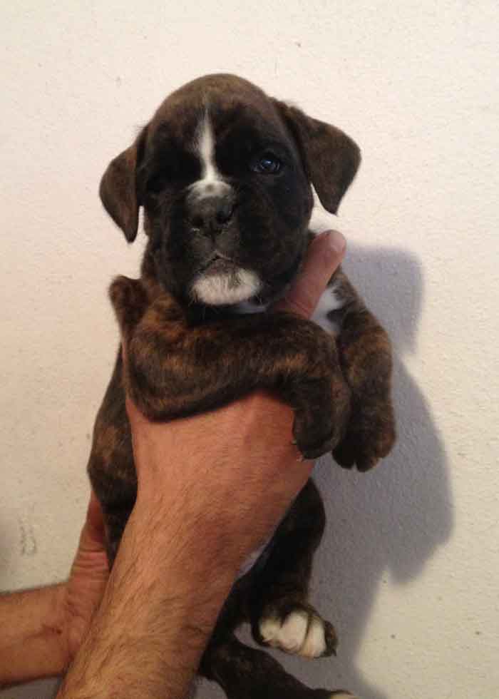 cucciolo_boxer_cane_allevamento_degli_scarronzoni_Rebel_x_xisko_15.04.13