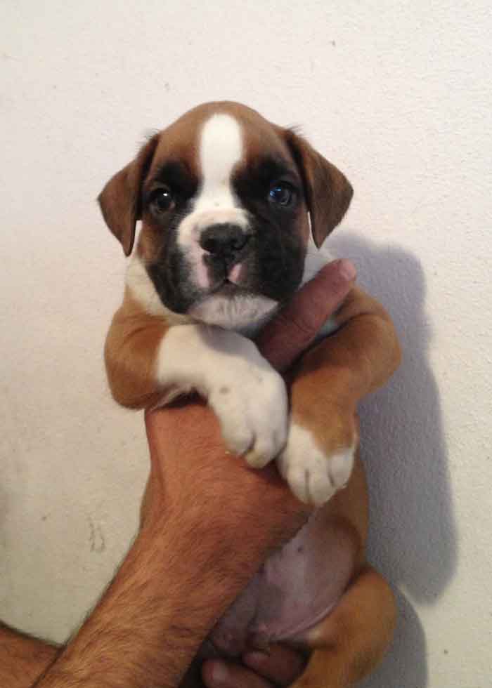 cucciolo_boxer_cane_allevamento_degli_scarronzoni_Rebel_x_xisko_15.04.13