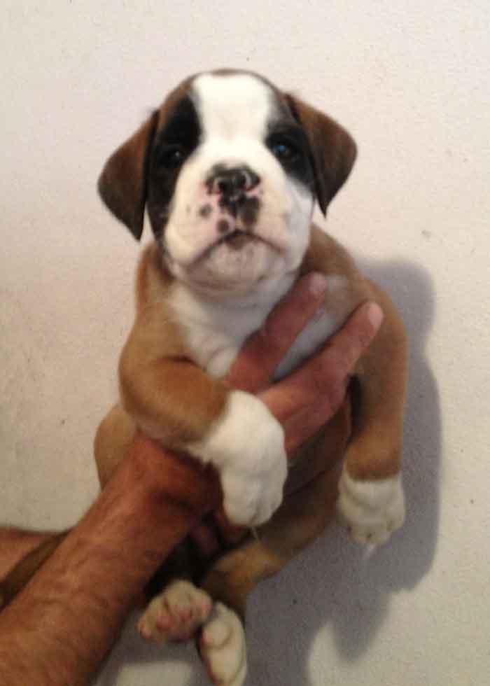 cucciolo_boxer_cane_allevamento_degli_scarronzoni_Rebel_x_xisko_15.04.13