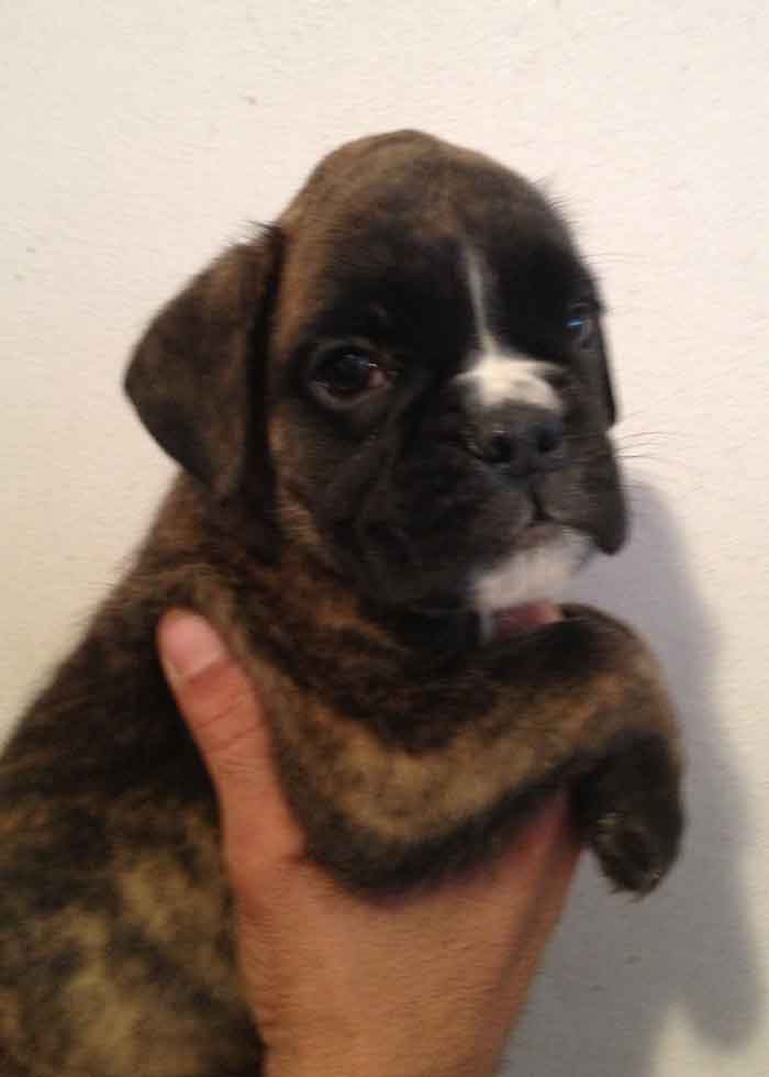 cucciolo_boxer_cane_allevamento_degli_scarronzoni_Rebel_x_xisko_15.04.13